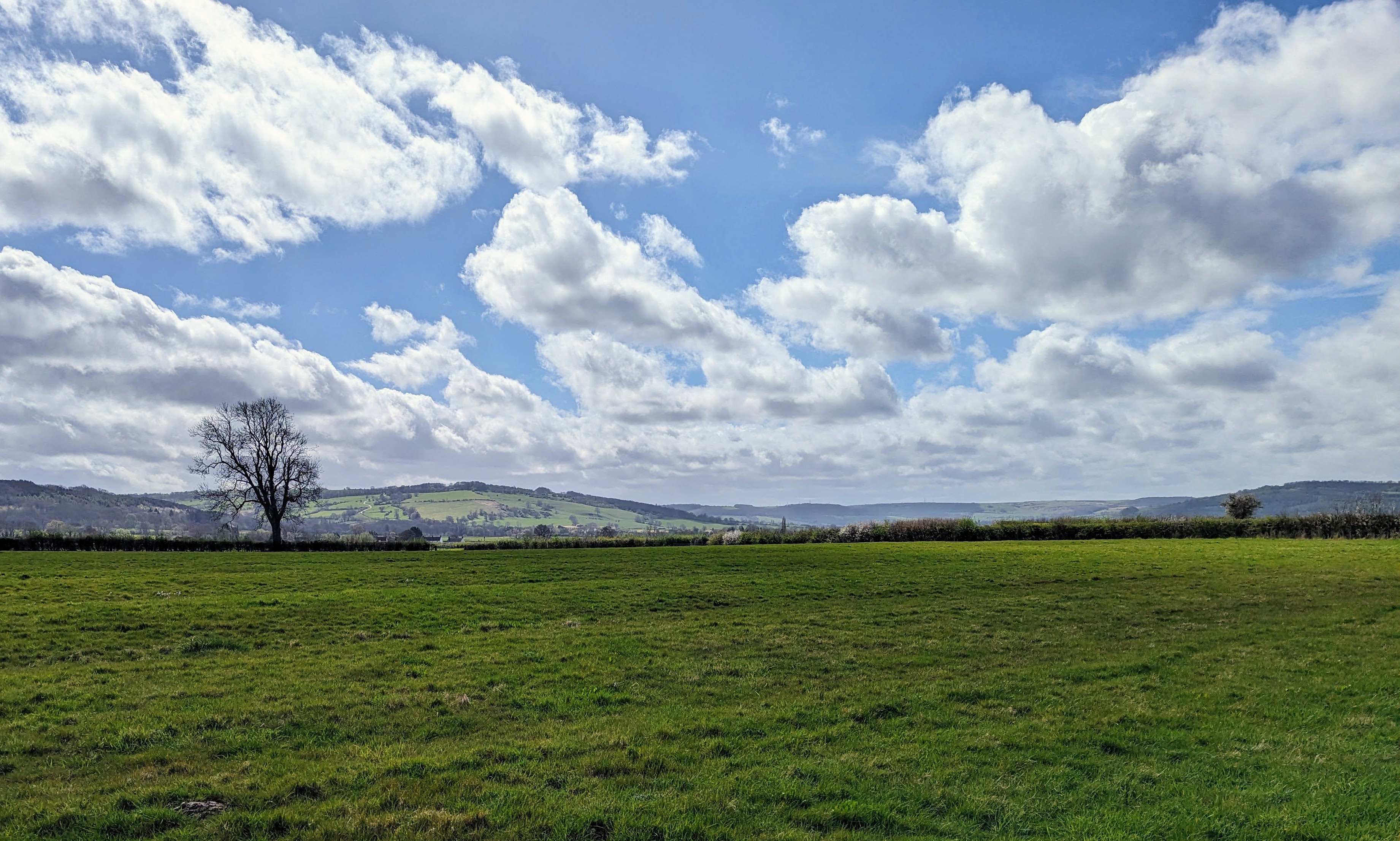 An image of a field with a large oak tree in the distance. This image is to show a view along the Cotswold Way trail.