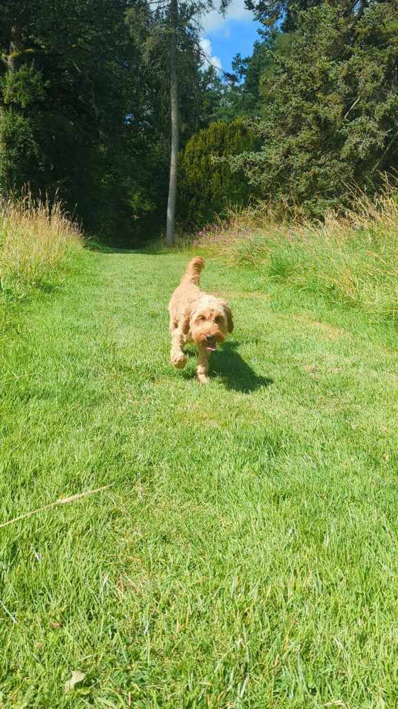 Three images from around Westonbirt Arboretum. The first is of Jenn & Finch walking on a grassy path through trees, the second is of Finch sitting on a fallen tree with Jenn next to him, and the third is Finch trotting along a grassy path on his own.